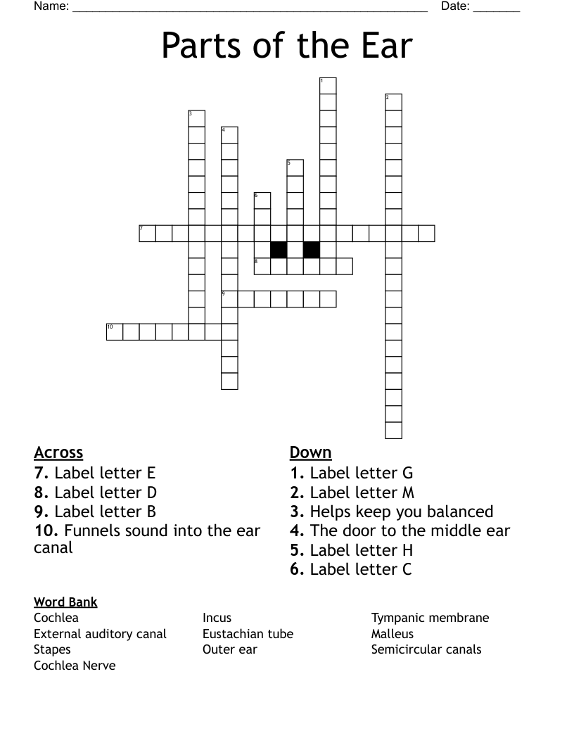 Parts of the Ear Crossword