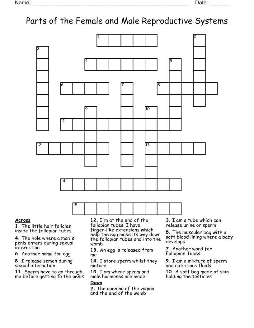 Parts of the Female and Male Reproductive Systems Crossword