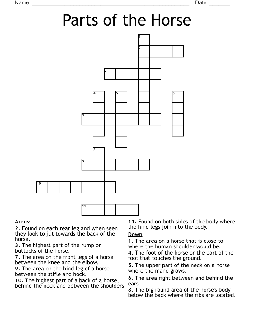 Parts of the Horse Crossword