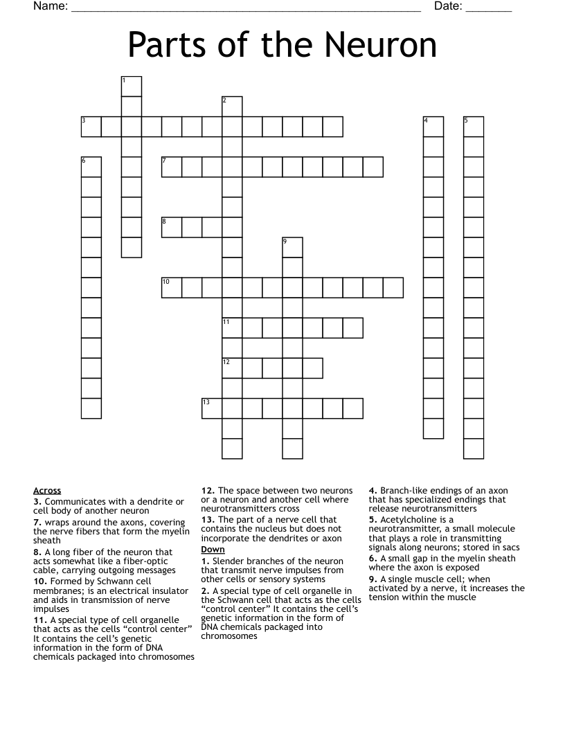 Parts of the Neuron  Crossword