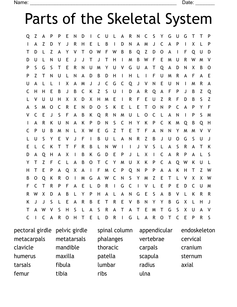 Parts of the Skeletal System Word Search