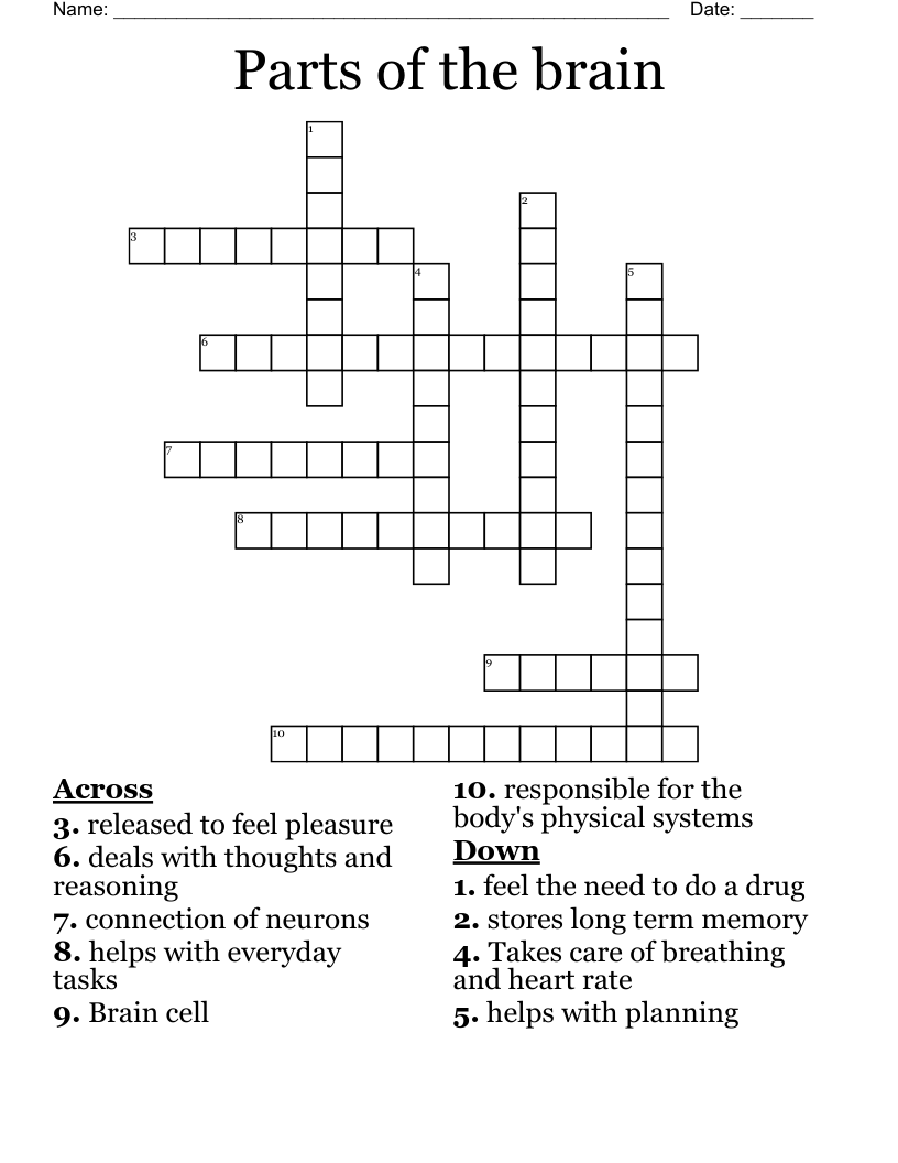 Parts of the brain Crossword