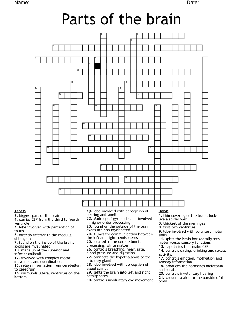 Parts of the brain Crossword