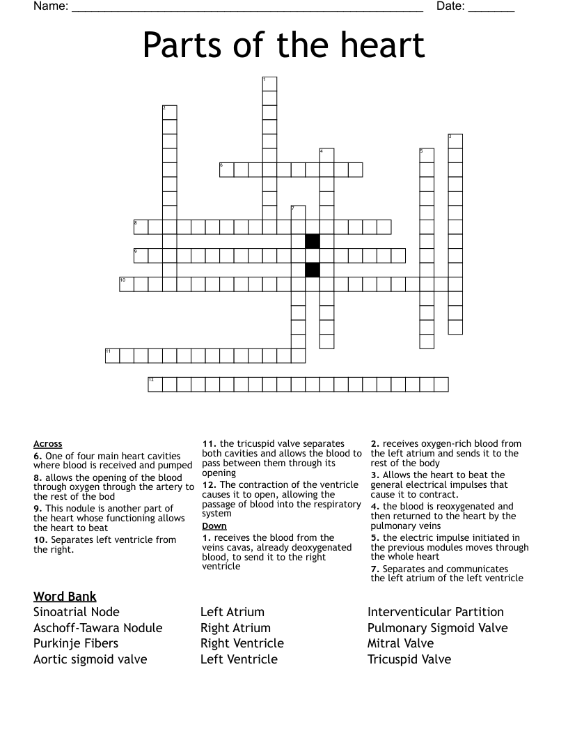 Parts of the heart Crossword