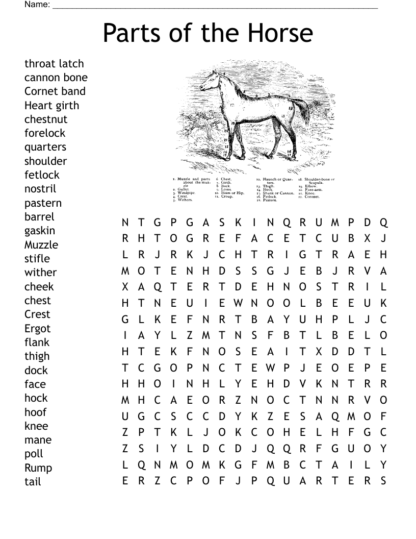 Parts of the Horse Word Search