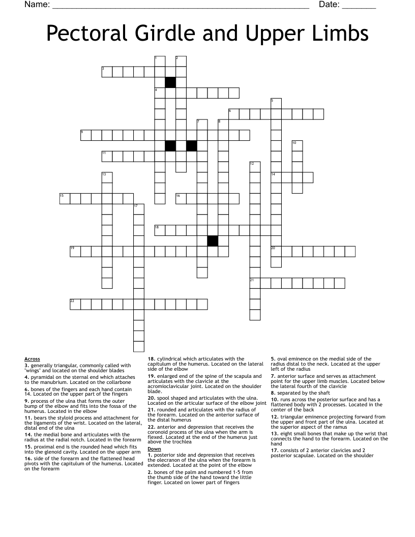 Pectoral Girdle and Upper Limbs  Crossword