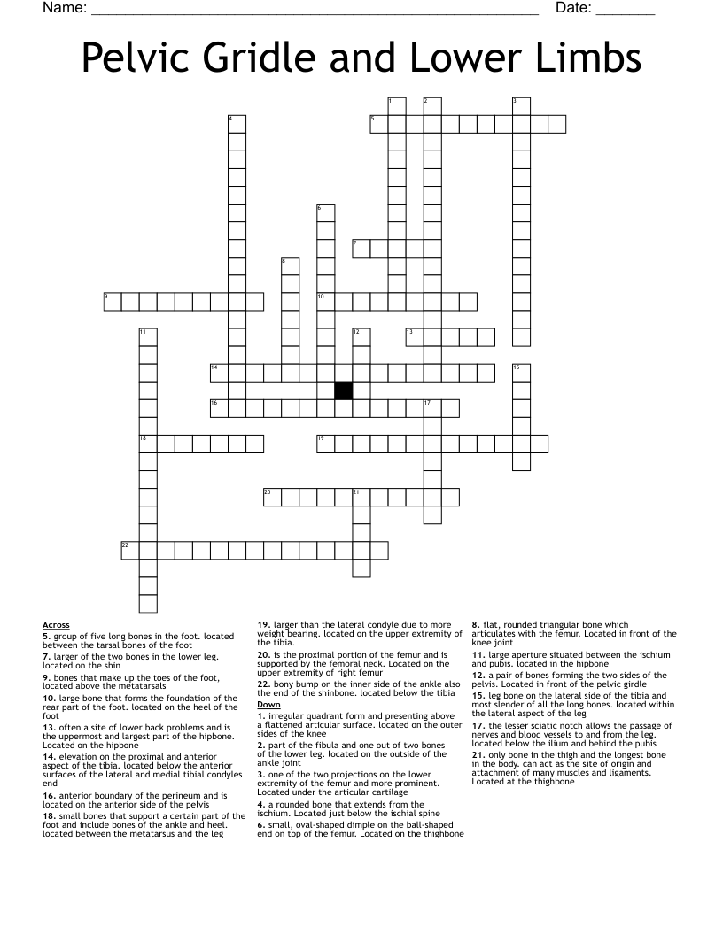 Pelvic Gridle and Lower Limbs  Crossword
