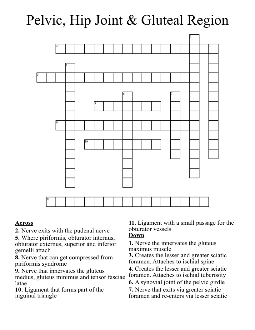 Pelvic, Hip Joint & Gluteal Region Crossword