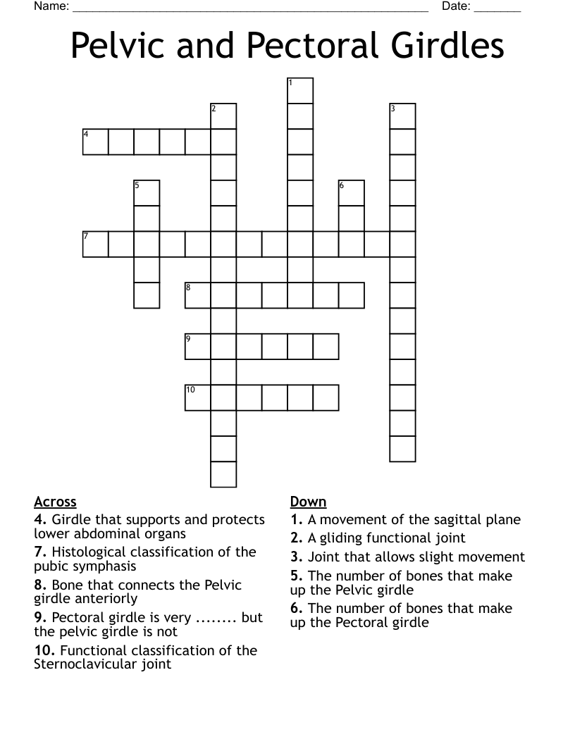 Pelvic and Pectoral Girdles Crossword