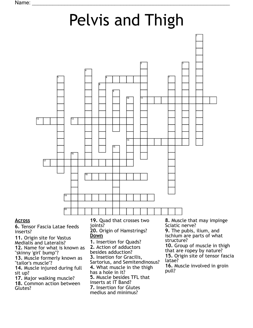 Pelvis and Thigh Crossword