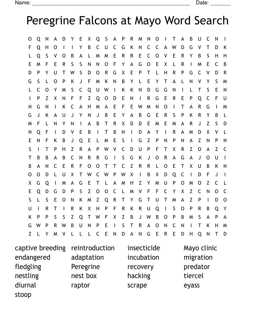 Peregrine Falcons at Mayo Word Search