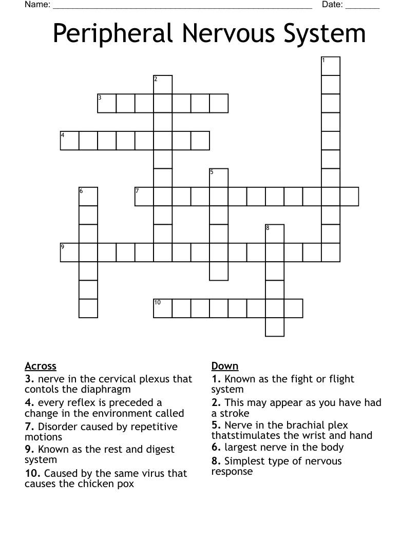 Peripheral Nervous System Crossword