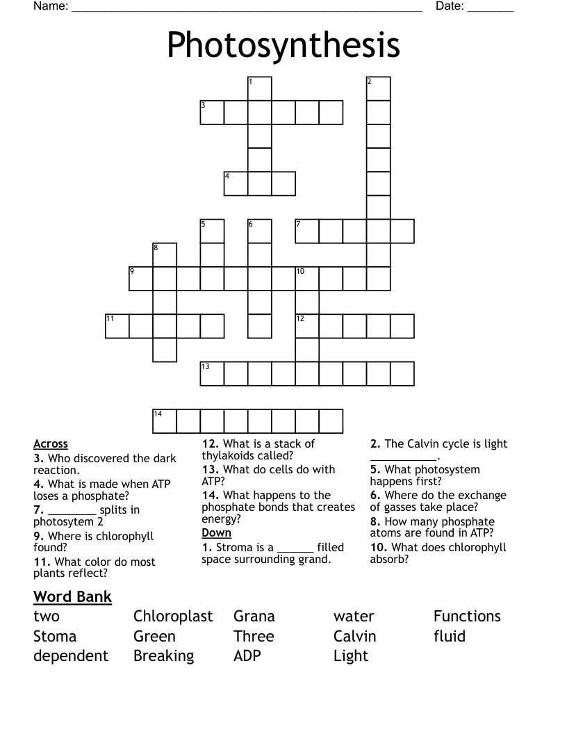 Photosynthesis Crossword