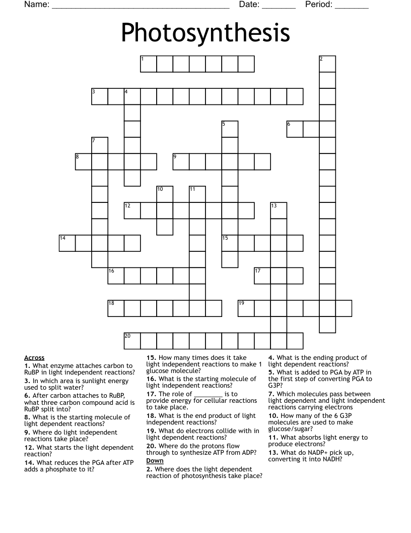 Photosynthesis Crossword