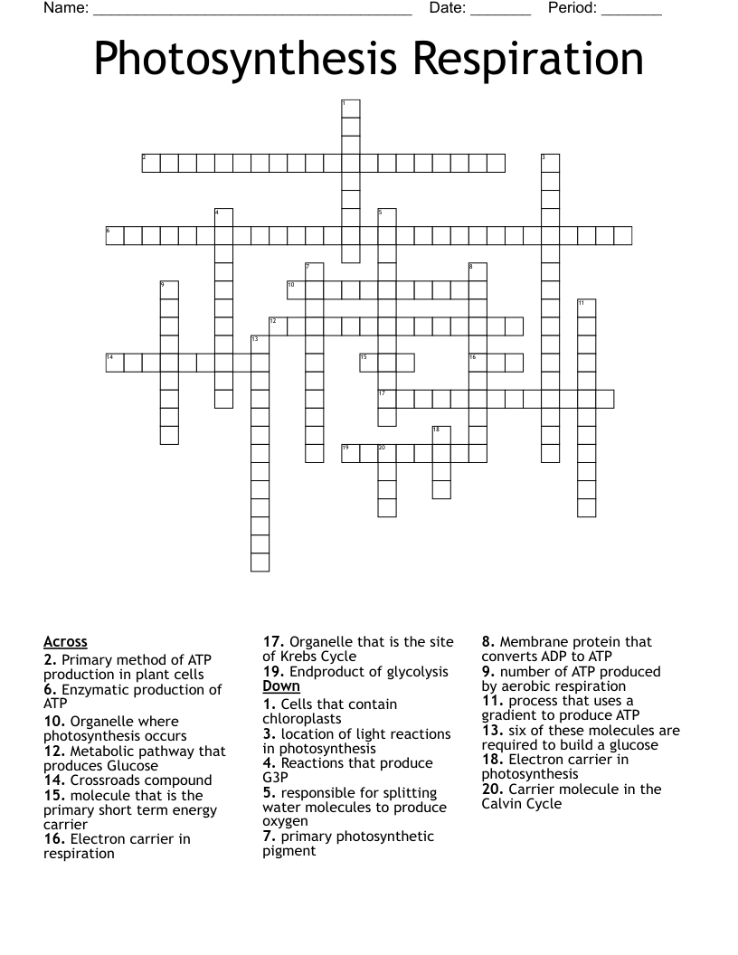 Photosynthesis Respiration Crossword