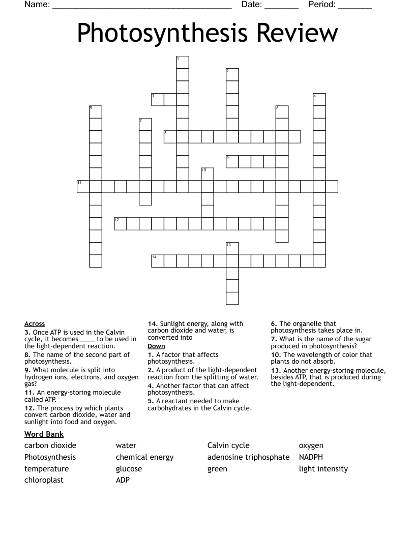 Photosynthesis Review Crossword