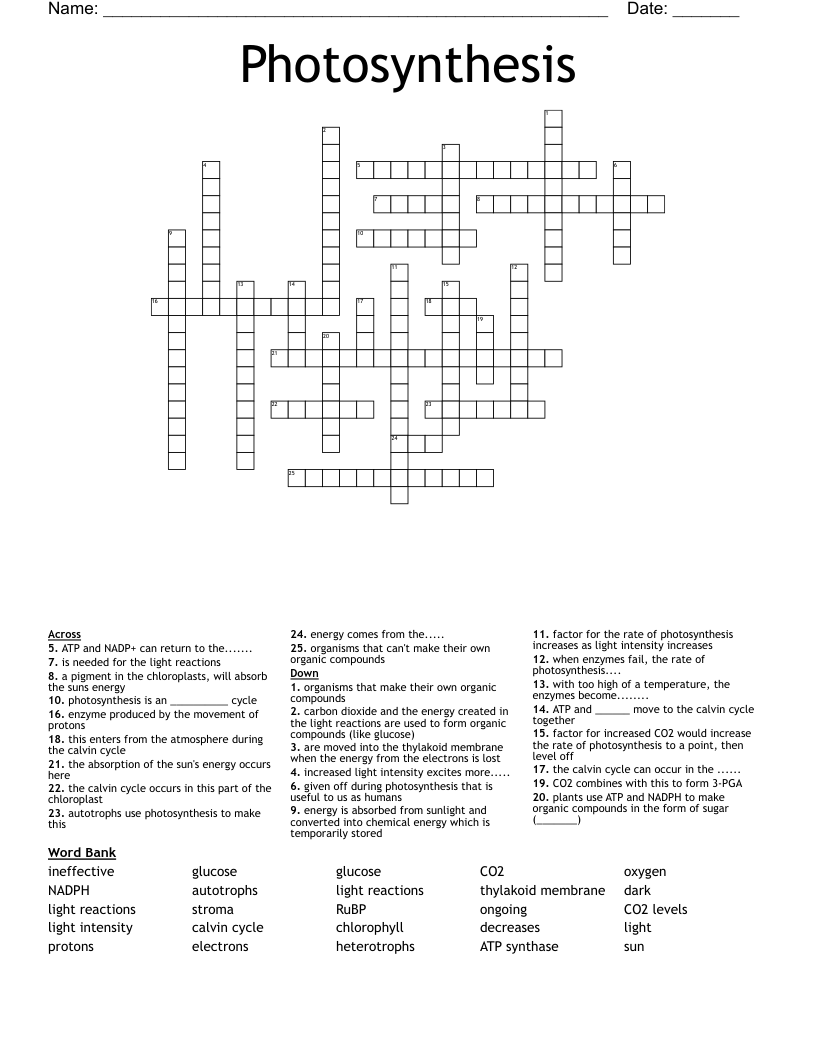 Photosynthesis  Crossword