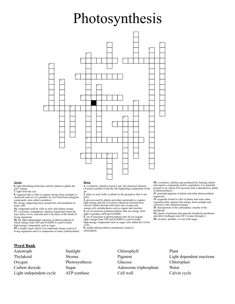 Photosynthesis  Crossword
