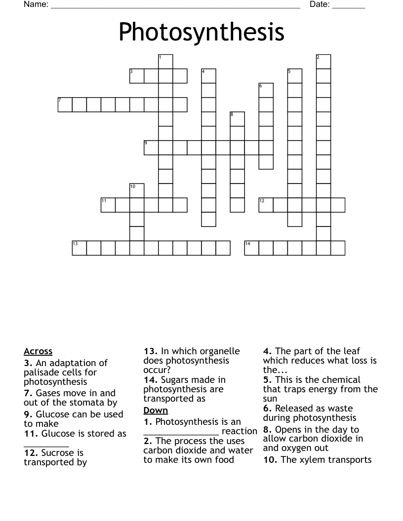 Photosynthesis  Crossword
