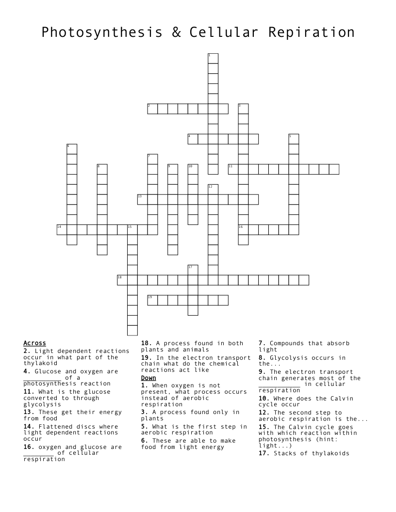 Photosynthesis & Cellular Repiration Crossword