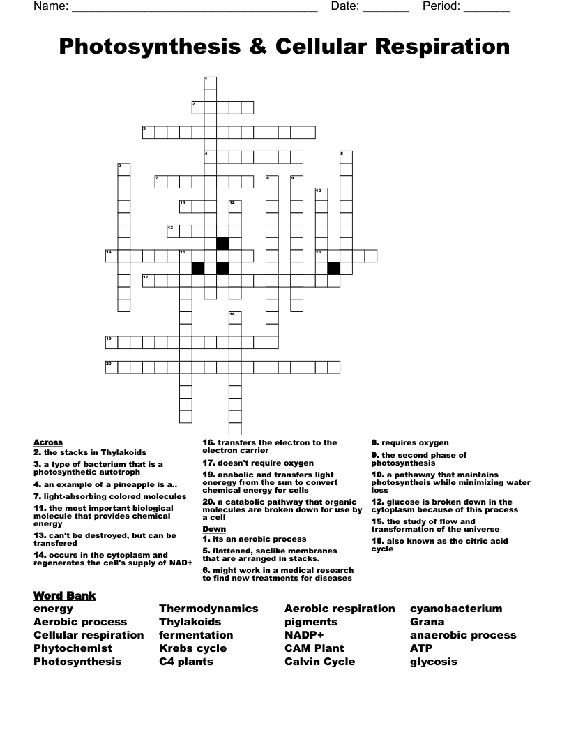Photosynthesis & Cellular Respiration Crossword