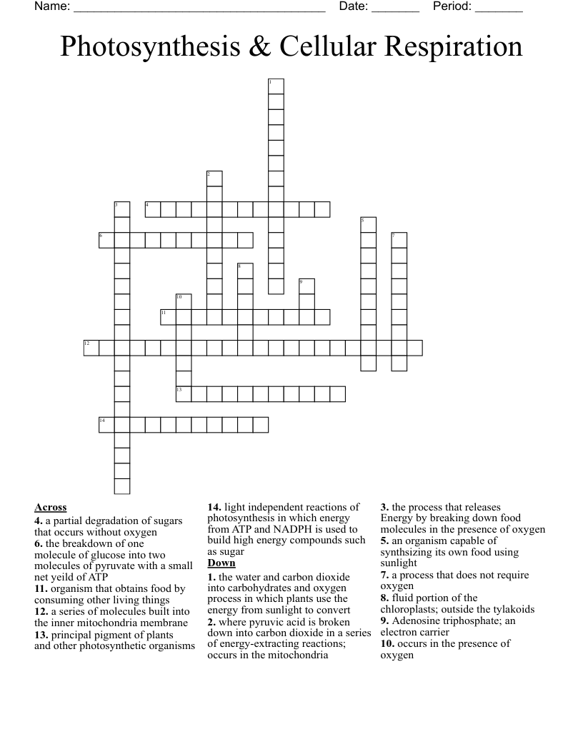 Photosynthesis & Cellular Respiration Crossword