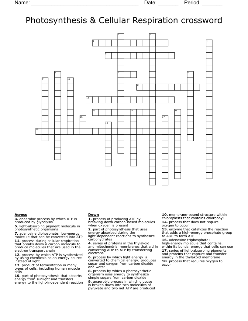 Photosynthesis & Cellular Respiration crossword