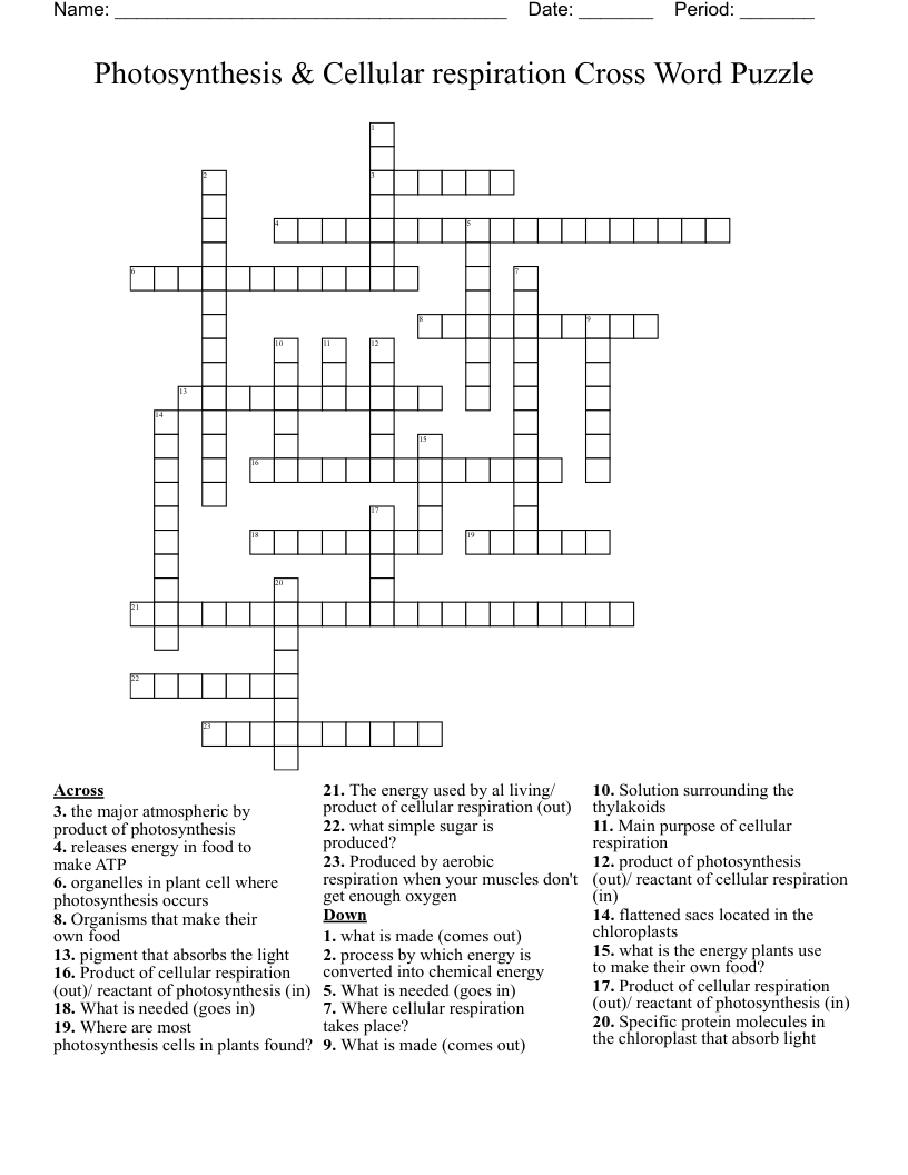 Photosynthesis & Cellular respiration Cross Word Puzzle