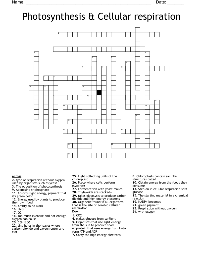 Photosynthesis & Cellular respiration  Crossword
