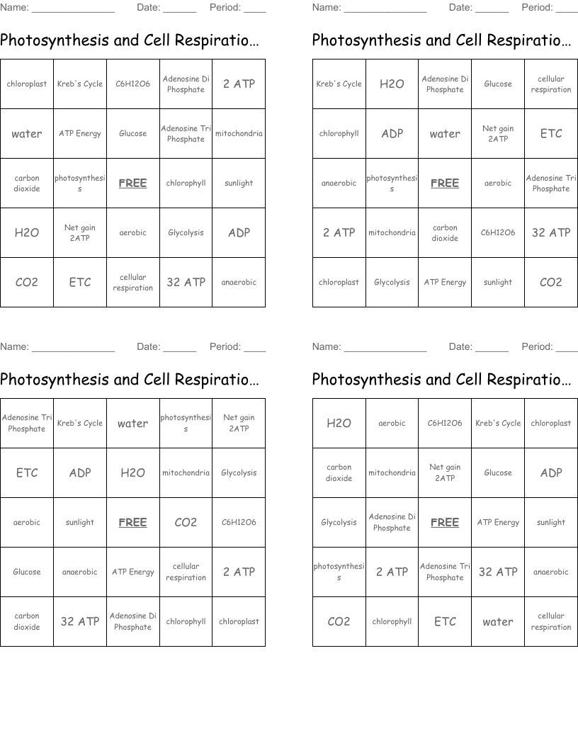 Photosynthesis and Cell Respiration BINGO