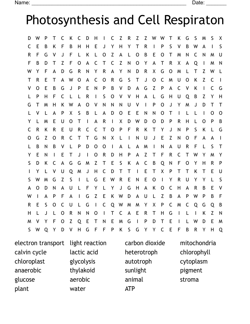 Photosynthesis and Cell Respiraton Word Search