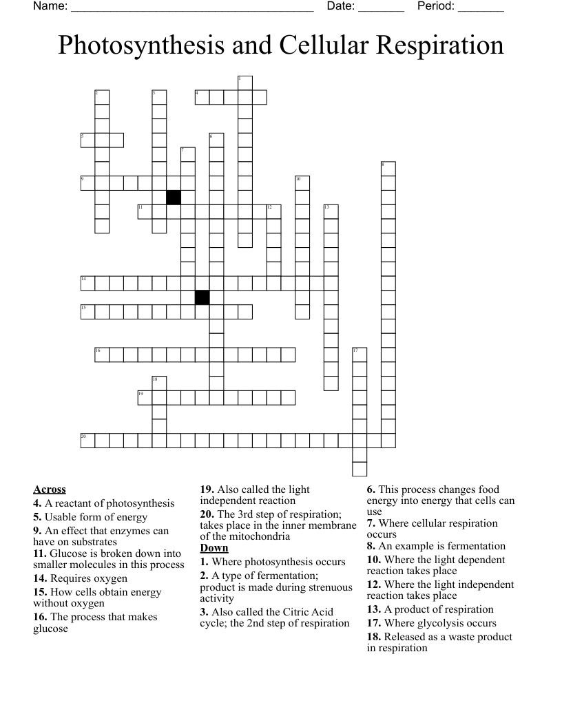 Photosynthesis and Cellular Respiration Crossword