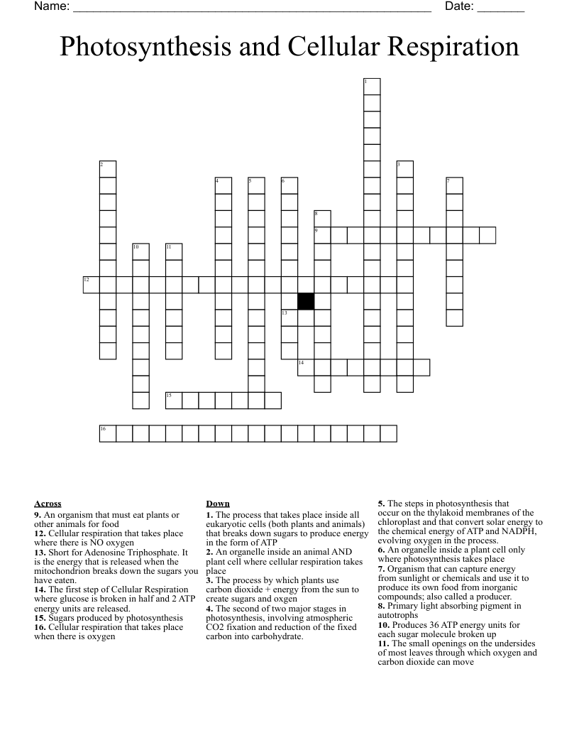 Photosynthesis and Cellular Respiration Crossword
