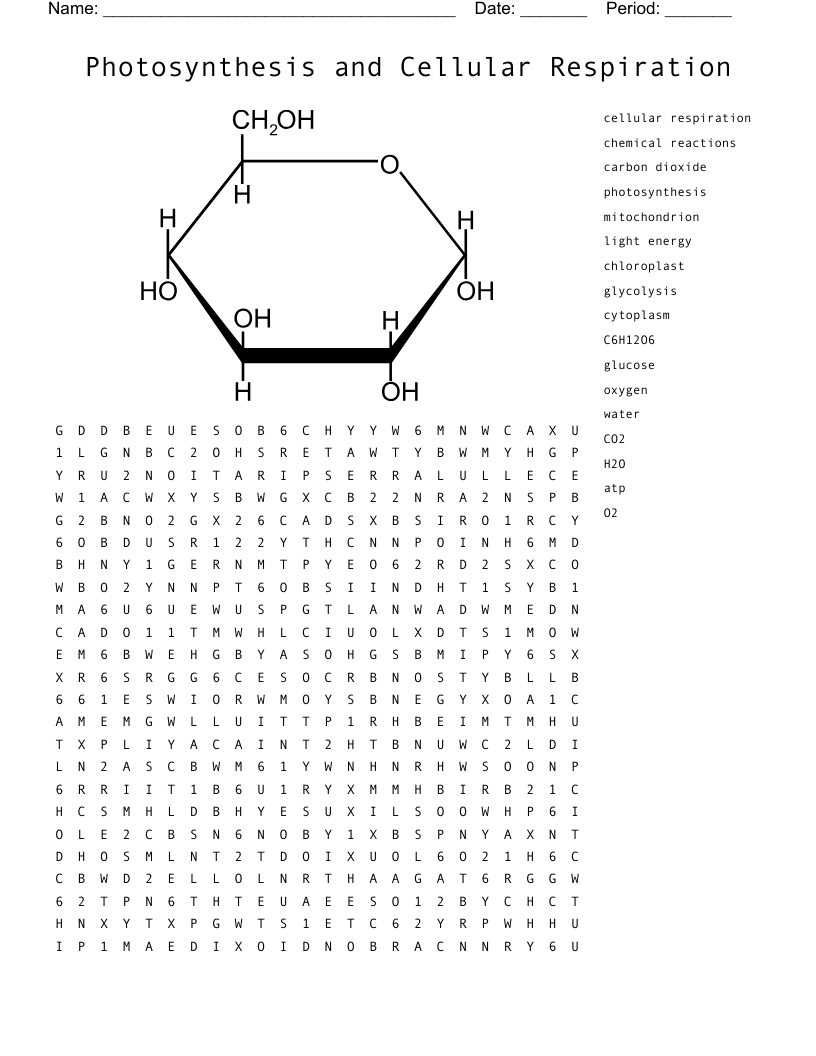 Photosynthesis and Cellular Respiration Word Search