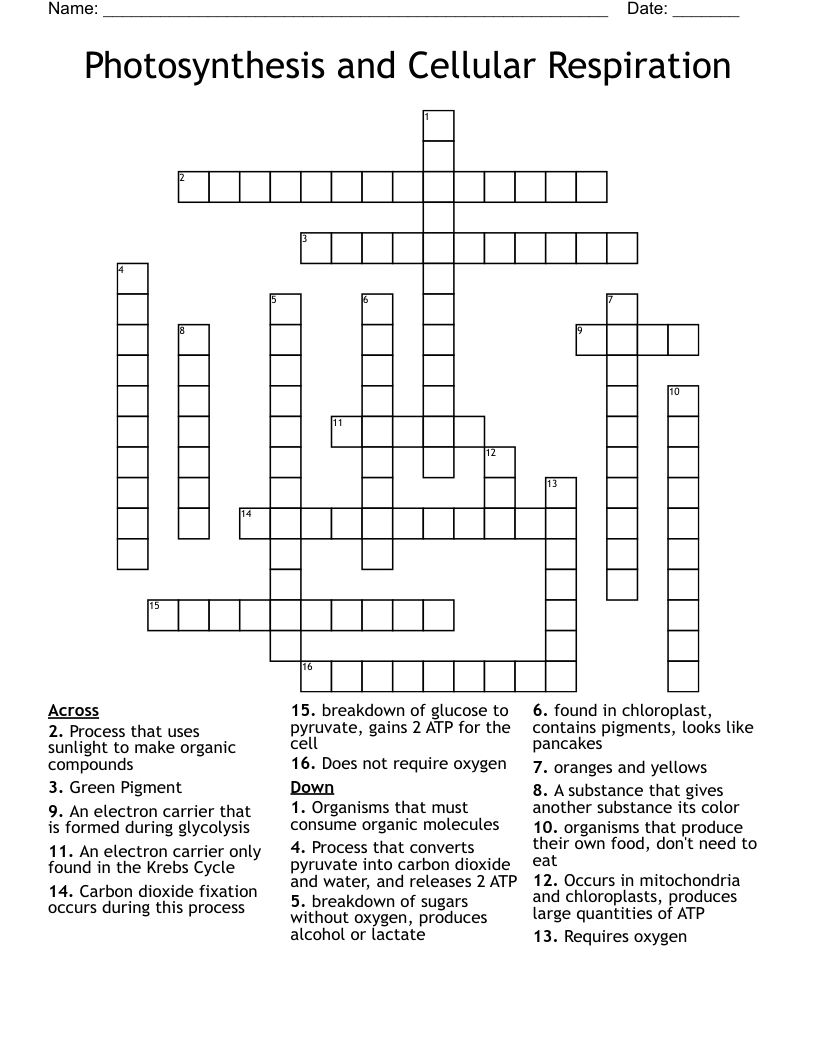 Photosynthesis and Cellular Respiration Crossword