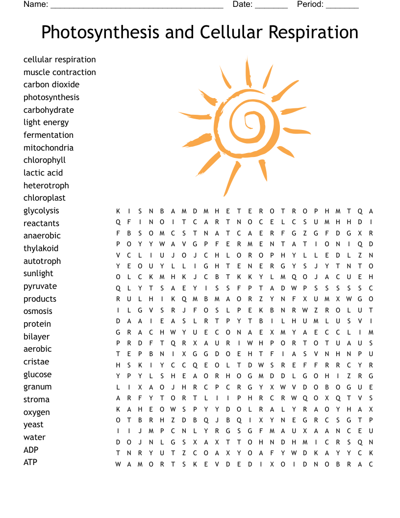 Photosynthesis and Cellular Respiration Word Search