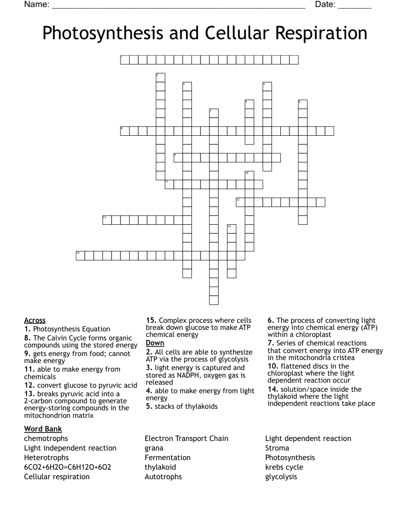 Photosynthesis and Cellular Respiration Crossword