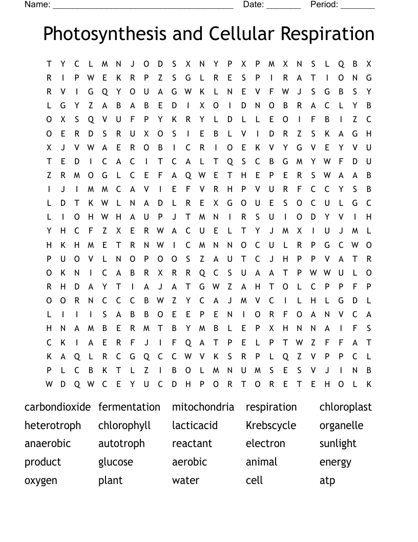 Photosynthesis and Cellular Respiration Word Search