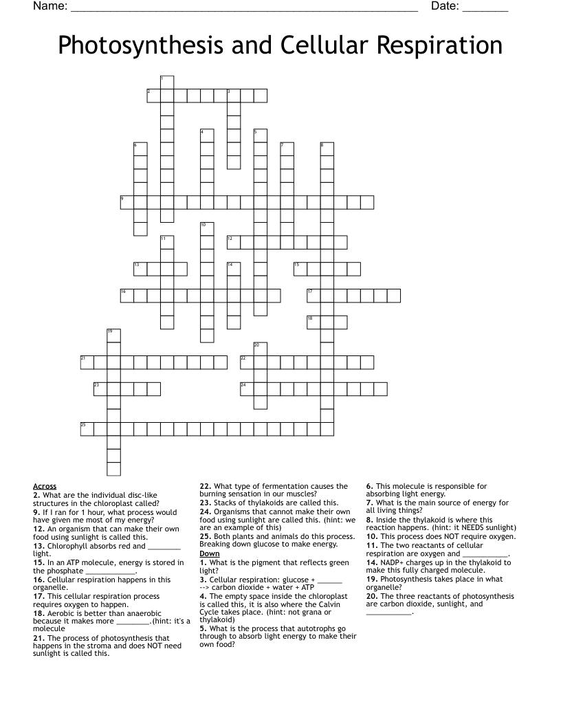 Photosynthesis and Cellular Respiration Crossword
