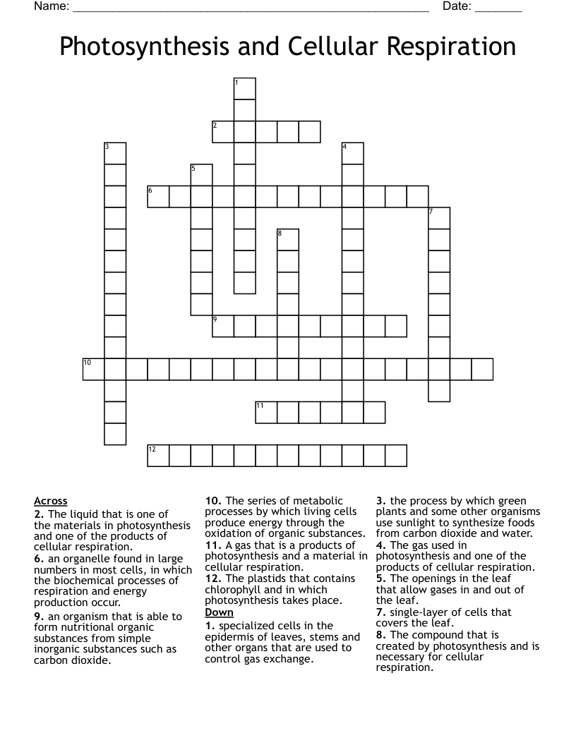 Photosynthesis and Cellular Respiration Crossword