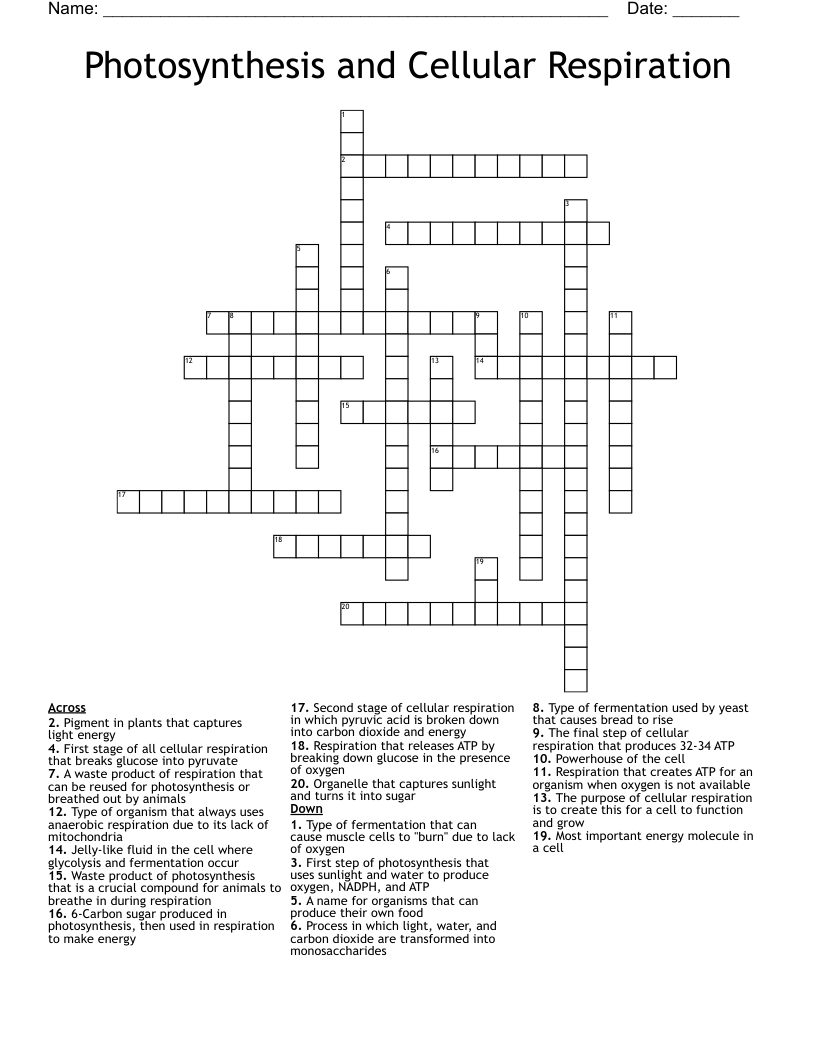 Photosynthesis and Cellular Respiration Crossword