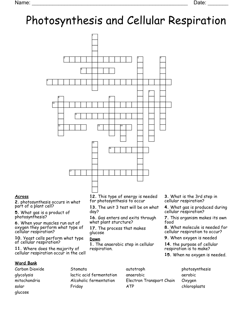 Photosynthesis and Cellular Respiration Crossword