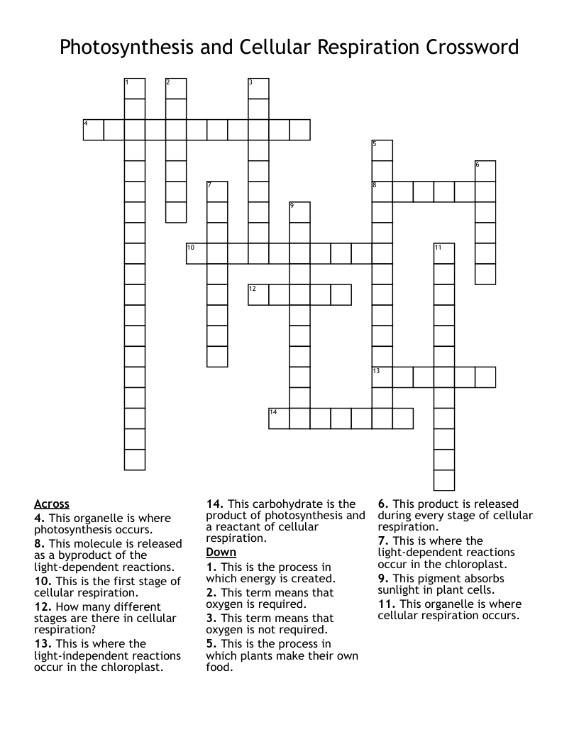 Photosynthesis and Cellular Respiration Crossword