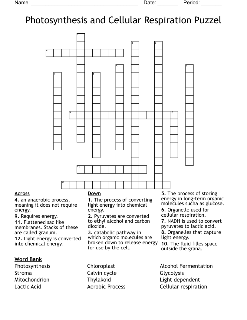 Photosynthesis and Cellular Respiration Puzzel Crossword