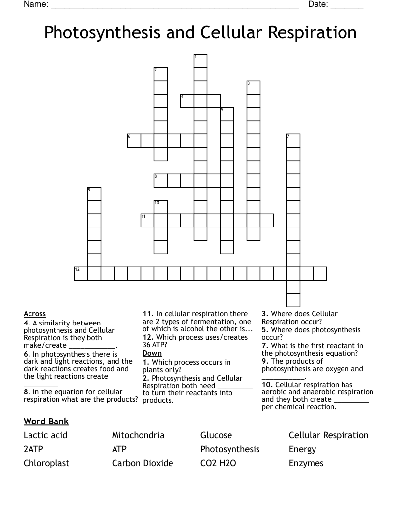 Photosynthesis and Cellular Respiration  Crossword