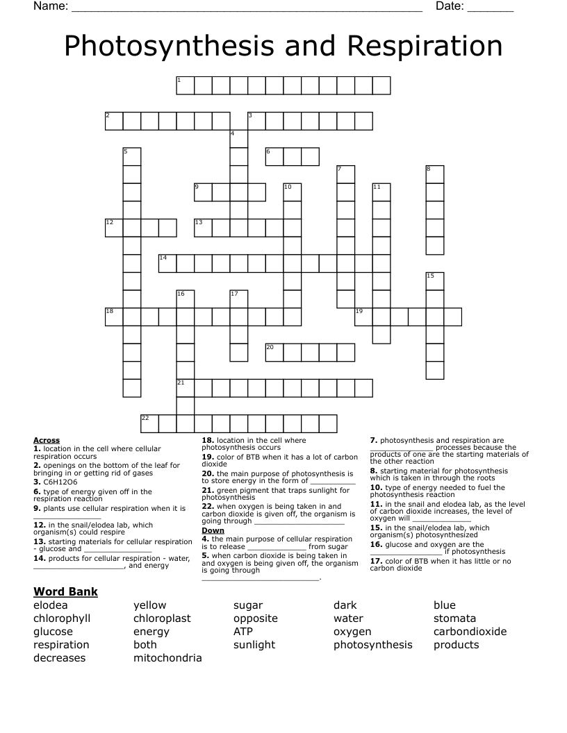 Photosynthesis and Respiration  Crossword