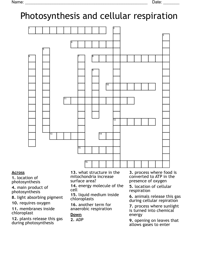 Photosynthesis and cellular respiration Crossword