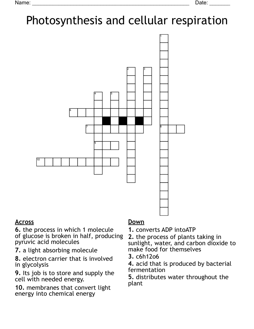 Photosynthesis and cellular respiration Crossword