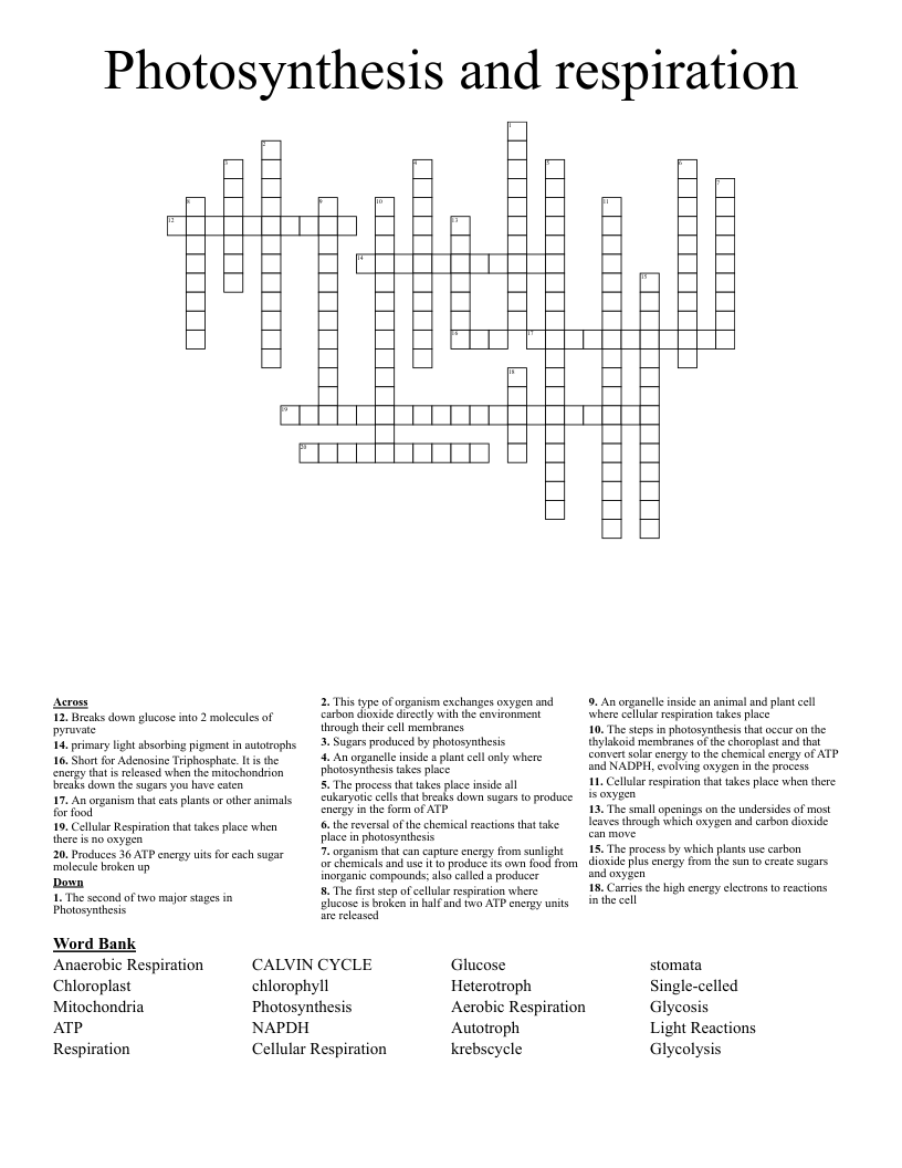 Photosynthesis and respiration Crossword