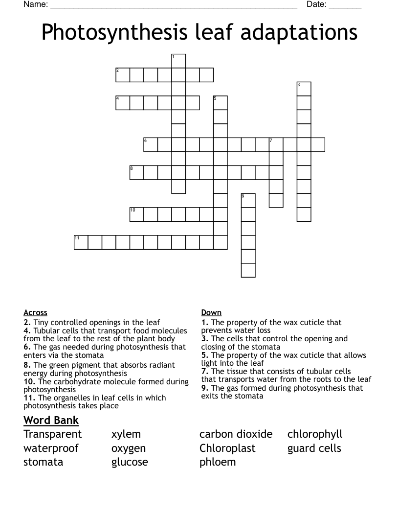 Photosynthesis leaf adaptations Crossword